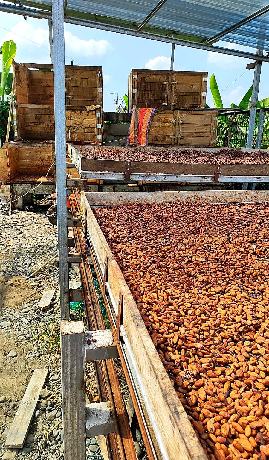 Cajones de fermentación de madera, ECUCOCOA Milagro