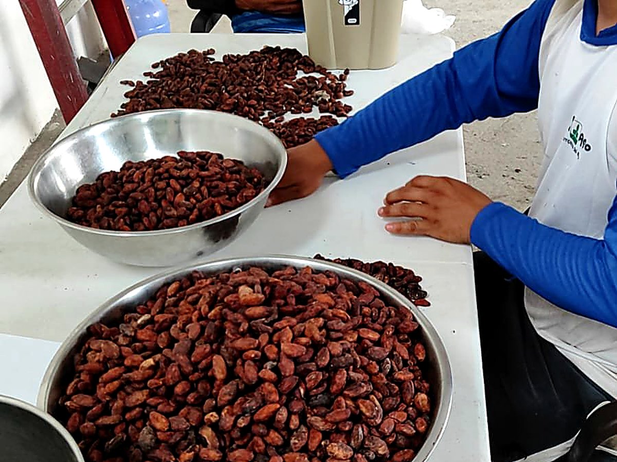 Granos de cacao CCN-51 — selección manual en planta ECUCOCOA